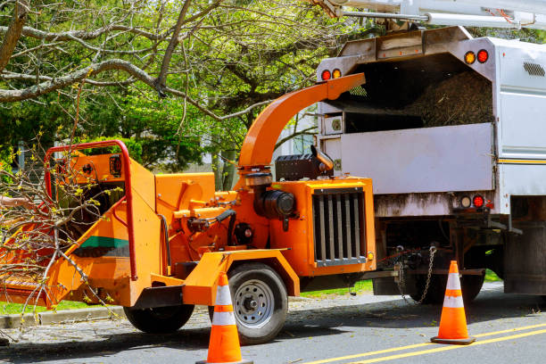 How Our Tree Care Process Works  in  Waite Park, MN